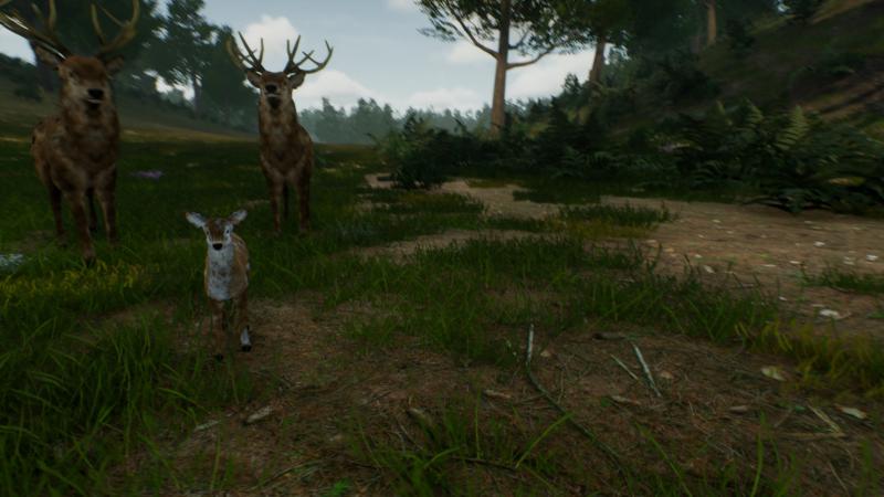 Deer Journey