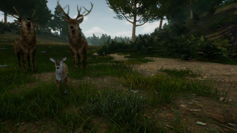 Deer Journey