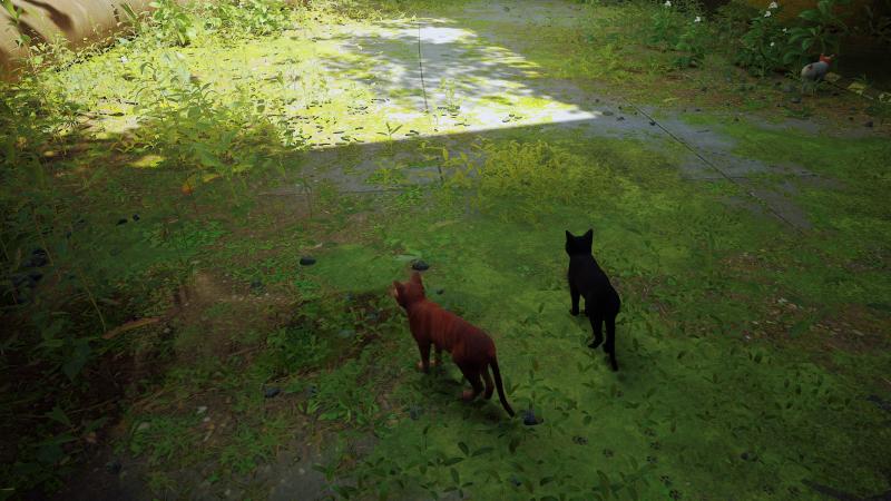 Stray